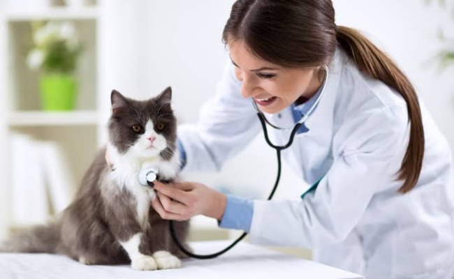 Aposentadoria medico veterinario